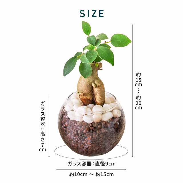 観葉植物 セット 3種 ハイドロカルチャー