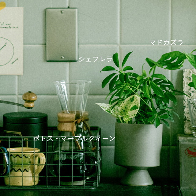 【植物3つのセット】土を使わない &Green アンドグリーン
