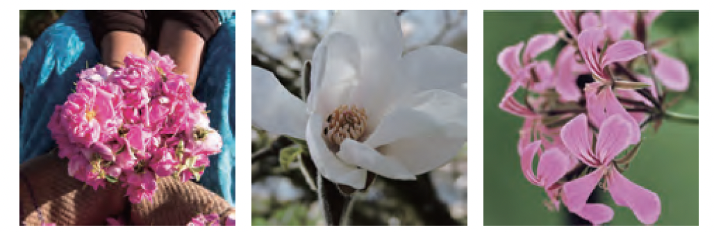写真左から、ローズ、マグノリア、ゼラニウム
