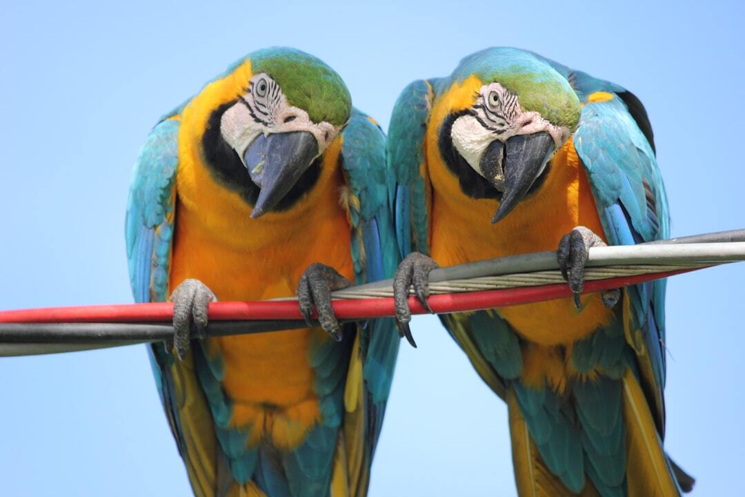 Photo by Juliana e Mariana Amorim / Unsplash