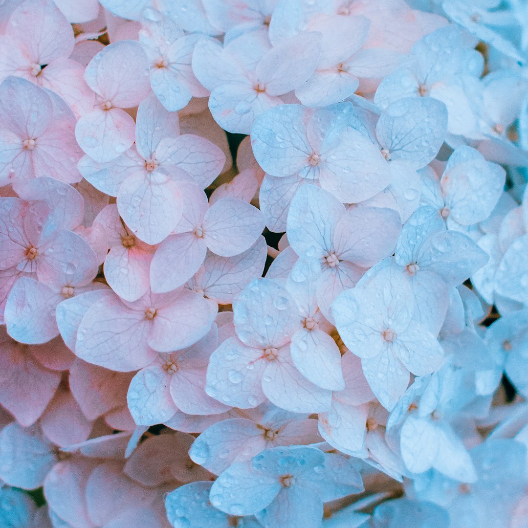 Photo by Irina Iriser / Unsplash