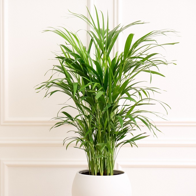 photo：Shutterstock