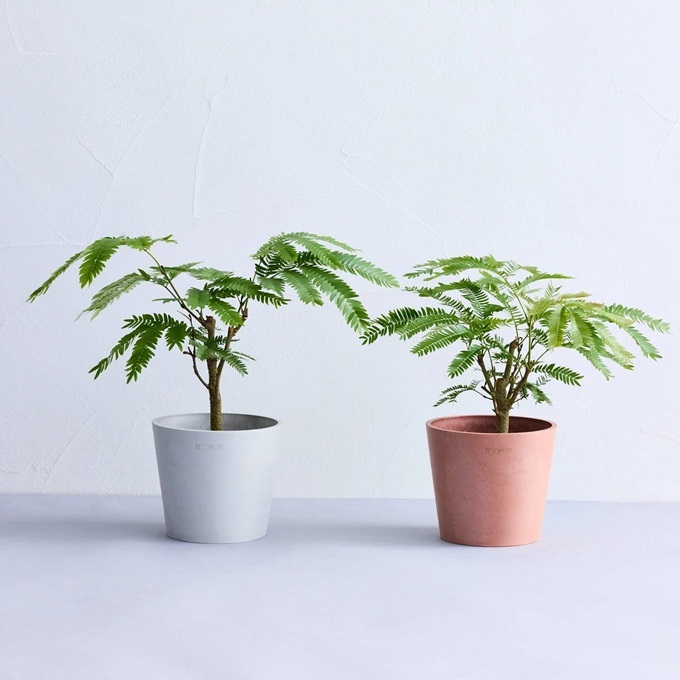 photo：AND PLANTS