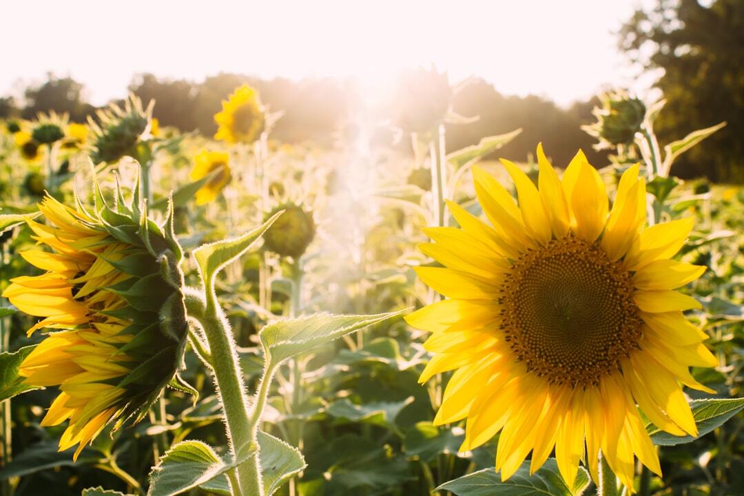 Photo by Elijah Hail / Unsplash