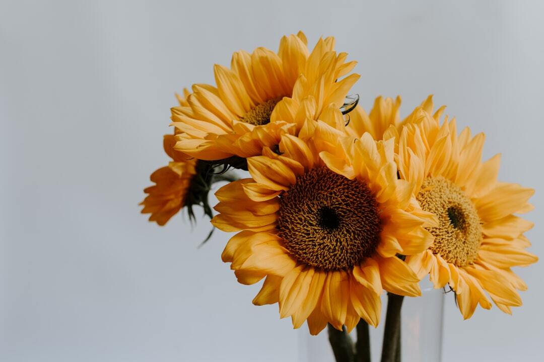 Photo by Kelly Sikkema / Unsplash