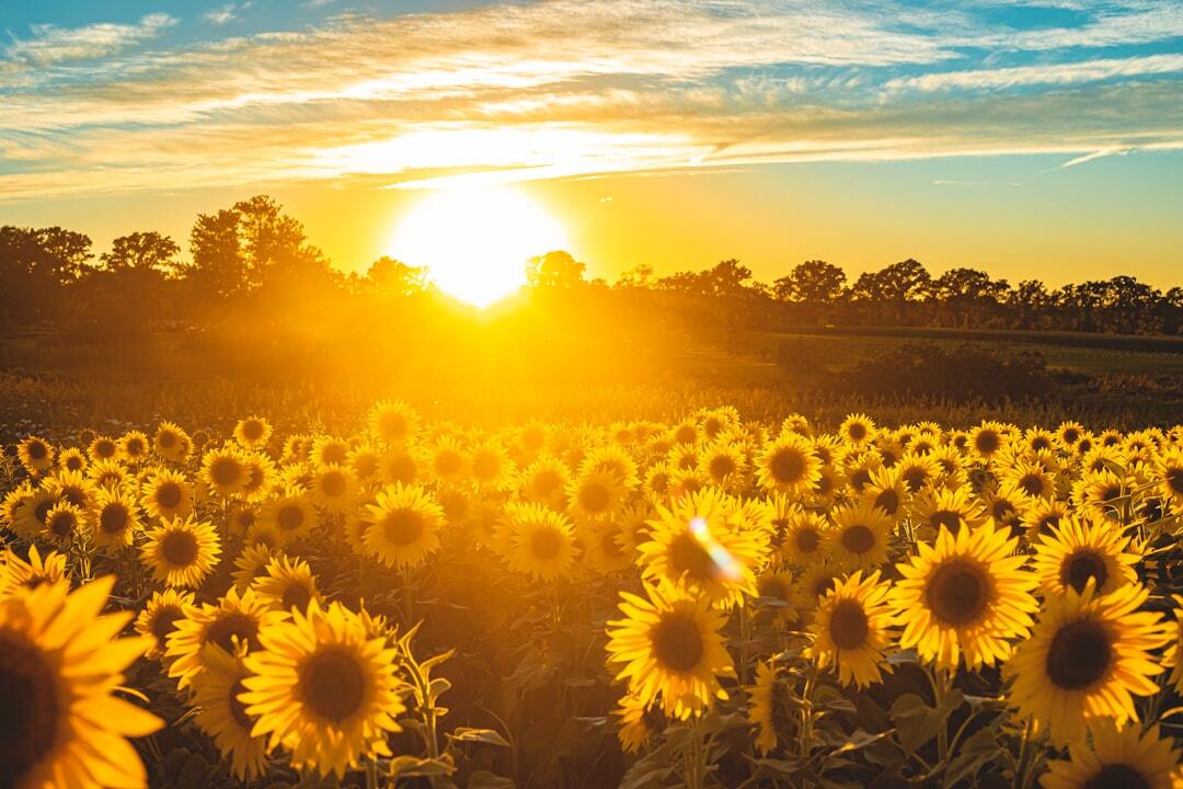 Photo by todd kent / Unsplash