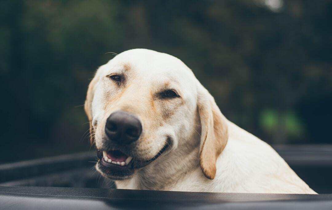 Photo by Jonathan Daniels / Unsplash