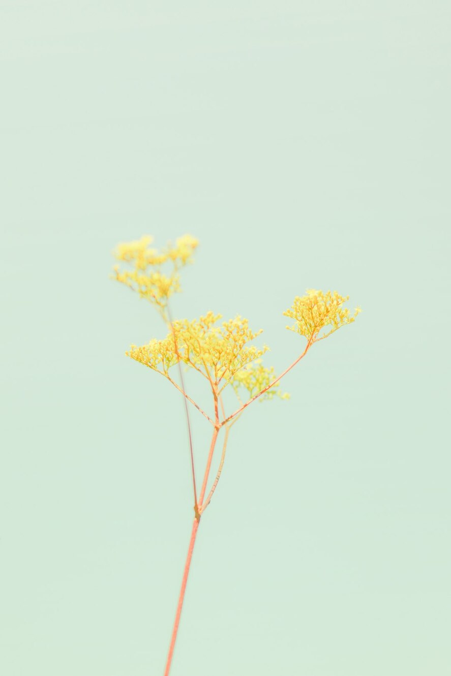 Photo by Jei Lee / Unsplash