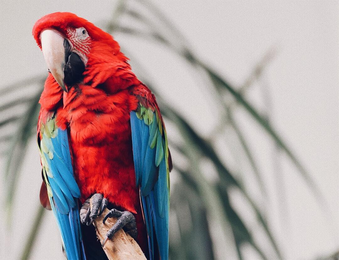 Photo by Chris Leipelt / Unsplash