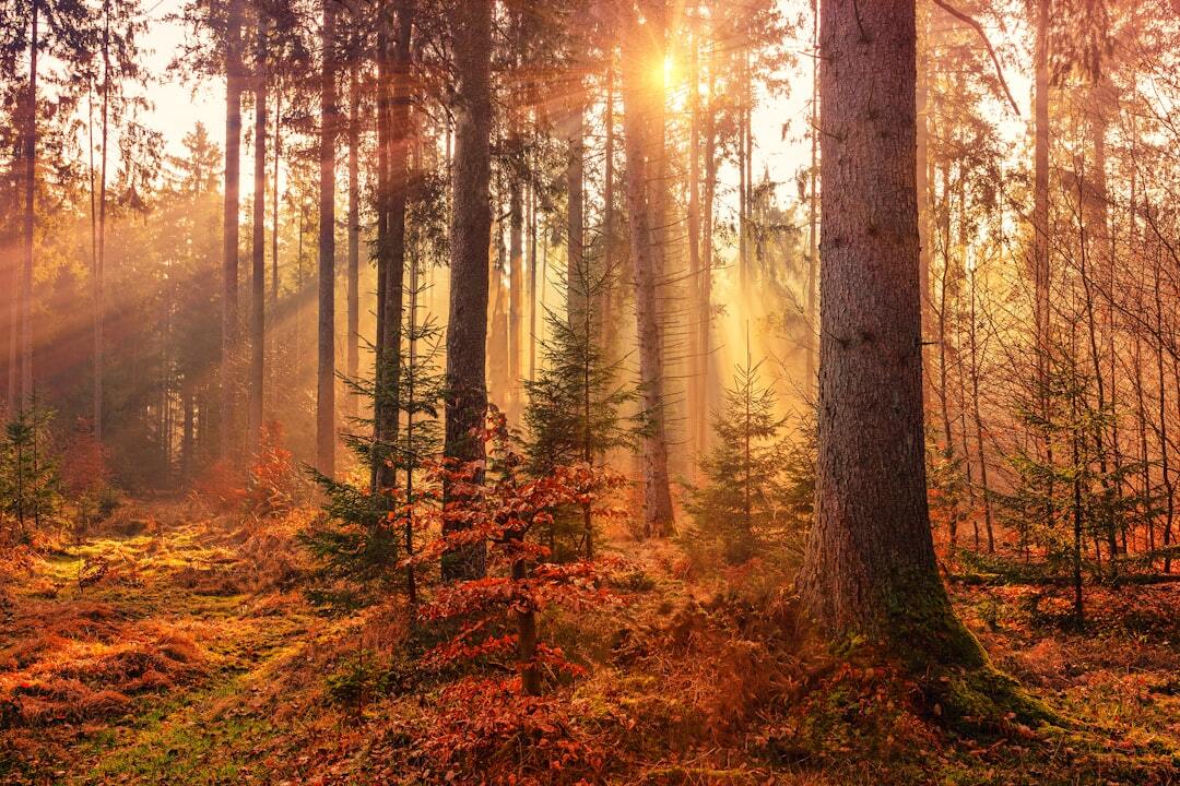 Photo by Johannes Plenio / Unsplash