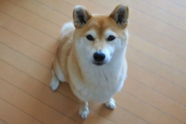 柴犬マロたん アレルギー用フードに飽きたら馬肉を焼いたらいいじゃない Locari ロカリ