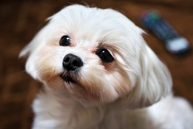 犬がひたすら飼い主を見つめている時の心理５つ Locari ロカリ