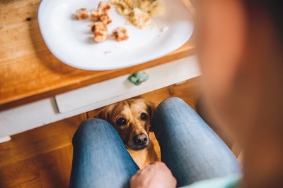 犬がひたすら飼い主を見つめている時の心理５つ Locari ロカリ