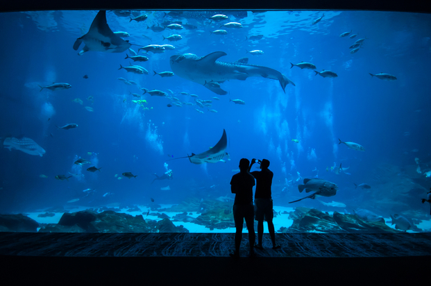 水族館でネイル体験 海遊館ネイルが可愛いすぎって噂 Locari ロカリ