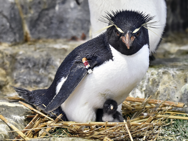 水族館でネイル体験 海遊館ネイルが可愛いすぎって噂 Locari ロカリ