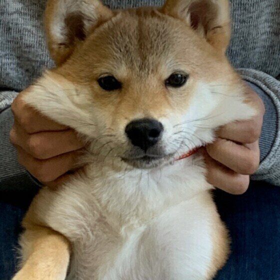 犬のほっぺが もち っ と伸びる理由 かわいい画像もご紹介 Locari ロカリ