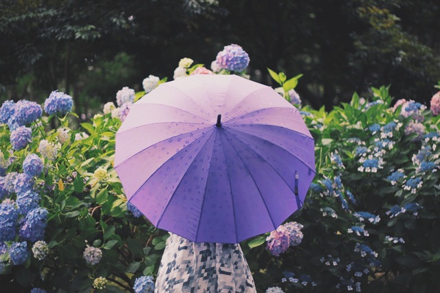 素晴らしい価格 【新品・コポー】コポー 梅雨を楽しく♪紫陽花きれい・・ 植物/観葉植物