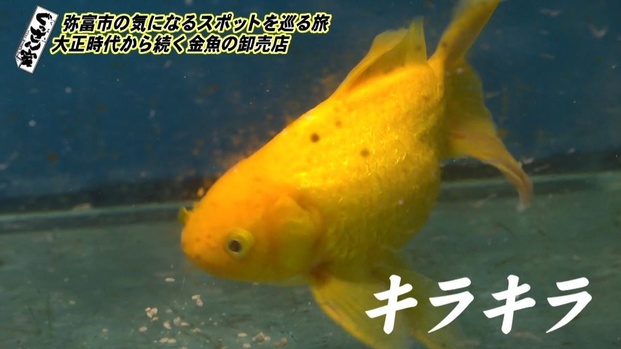 金魚のまち 愛知 弥富市で気になるスポットを巡るドライブ旅 ぐっさん家 Locari ロカリ