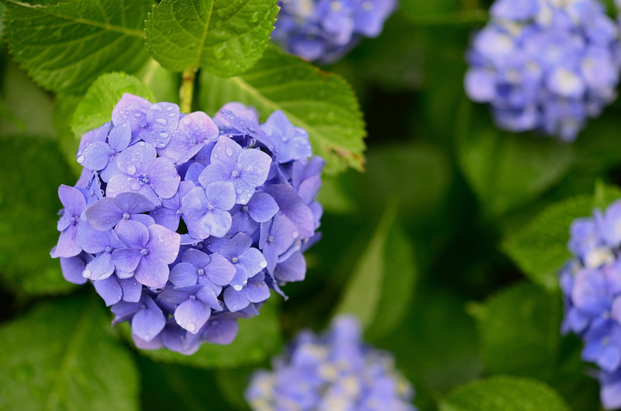 幻想的で涼しげな手元に セルフでできる 紫陽花ネイル のデザイン7選 Locari ロカリ